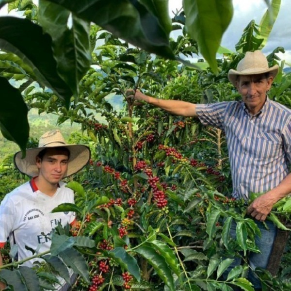 caffè colombia lavoro in piantagione